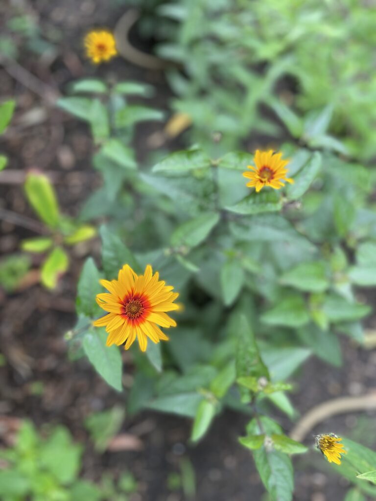 Color vertical photograph of three yellow and red flowers. The prominent flower is in the lower left and the other two fade into the background as the image gets blurrier.